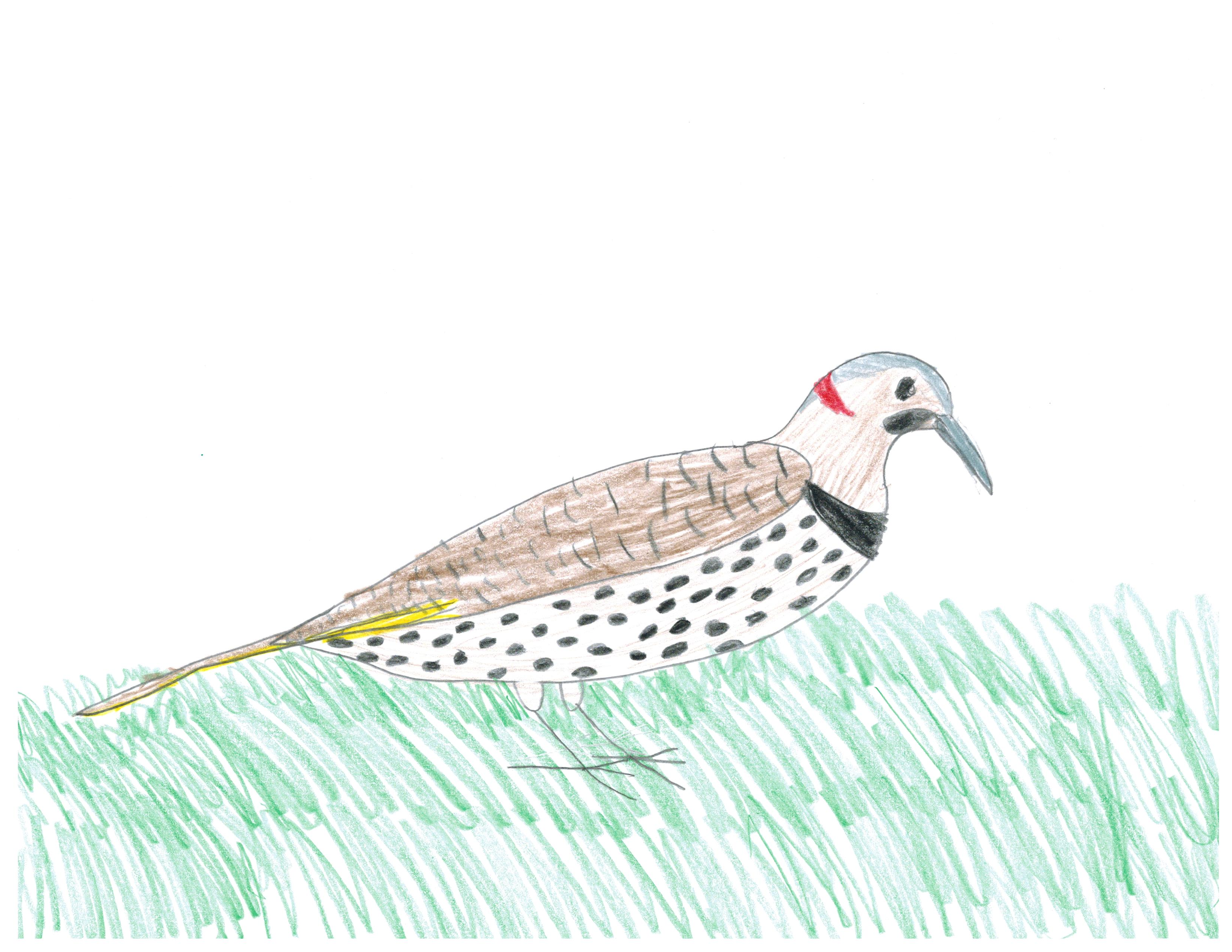 northern flicker